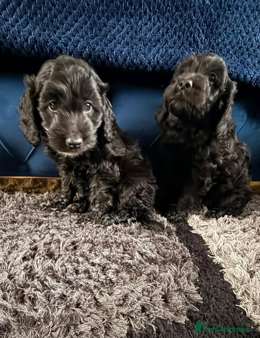 Cockapoo dogs for sale: Beautiful sister and brother available  - Advert 10