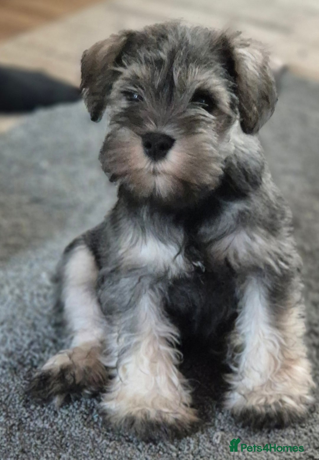 Miniature Schnauzer dogs for sale: All pups sold. Thank you - Advert 16