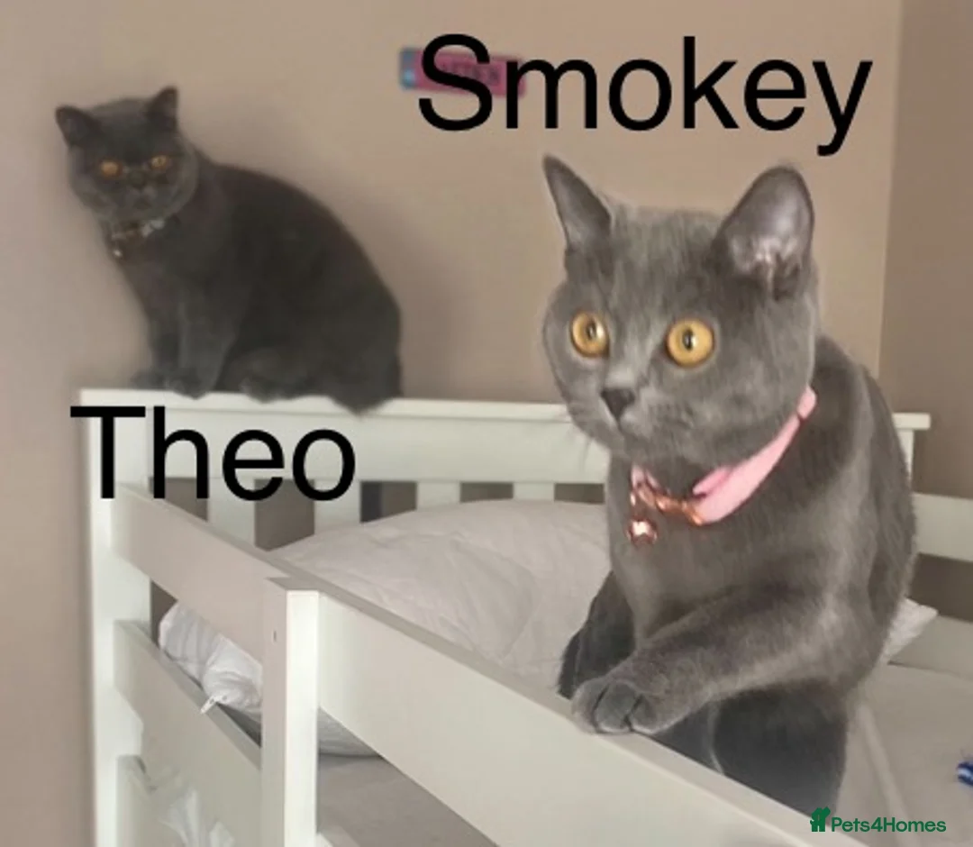 British Shorthair cats for sale: Free x2 British shorthair male/ female - Advert 2