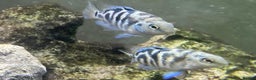 Cichlids fish for sale: Rare hybrid cichlids 50p each  - Advert 5