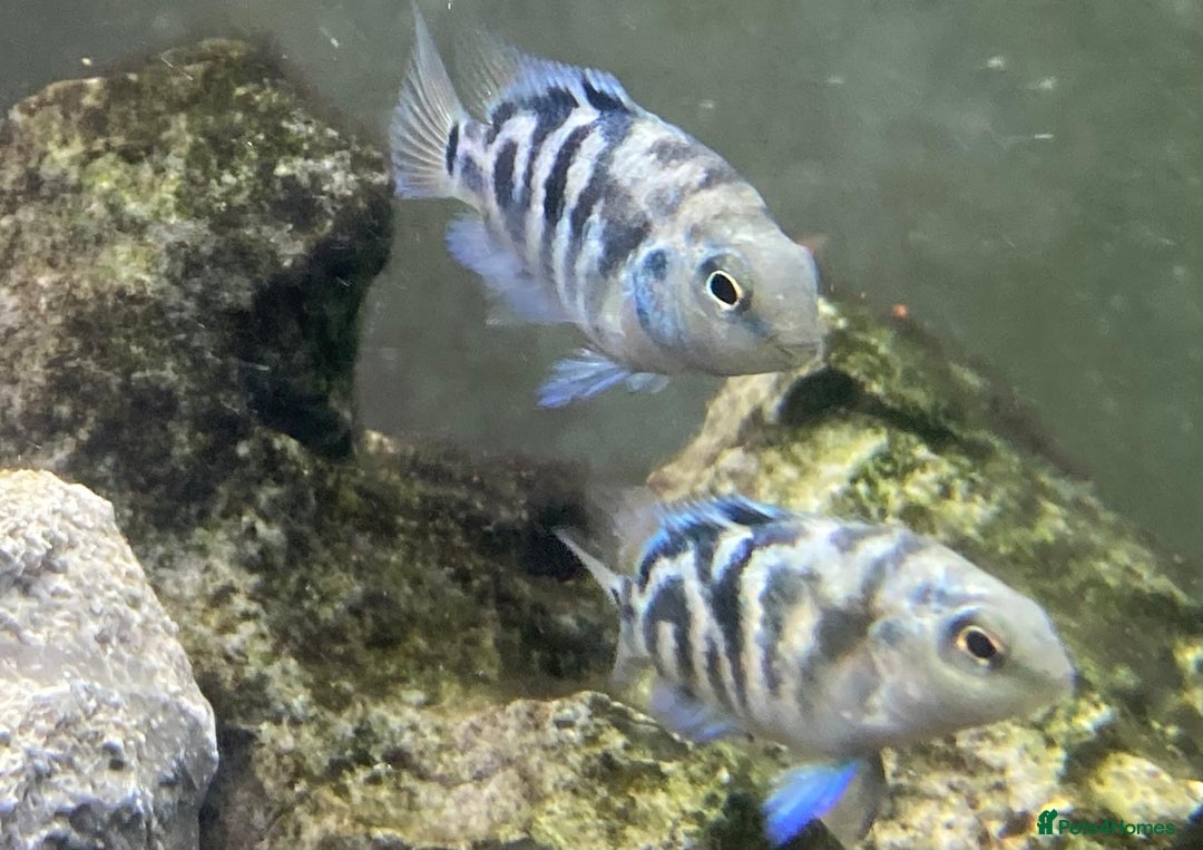 Cichlids fish for sale: Rare hybrid cichlids 50p each  - Advert 5