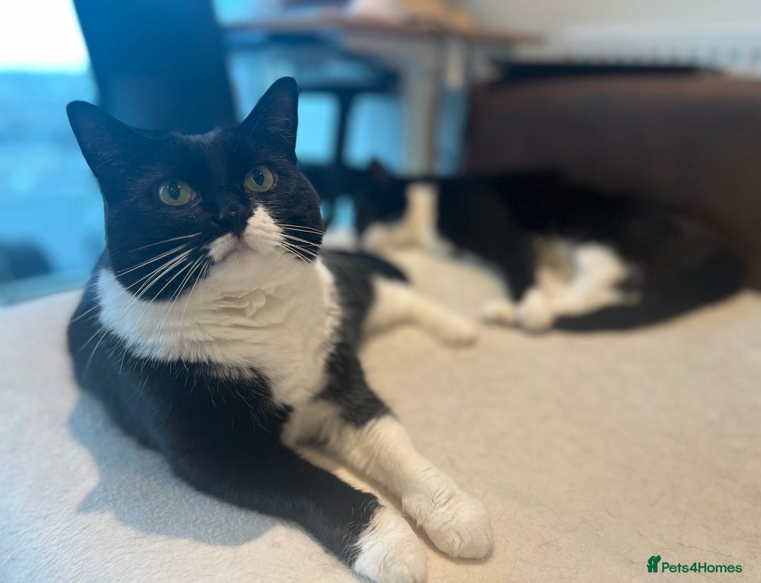 Mixed Breed cats for sale: Two indoors twin cats - London - Image 6