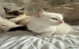 Ragdoll cats for sale: 🌸 Beautiful Purebred Ragdoll Kittens 🌸 - Image 8