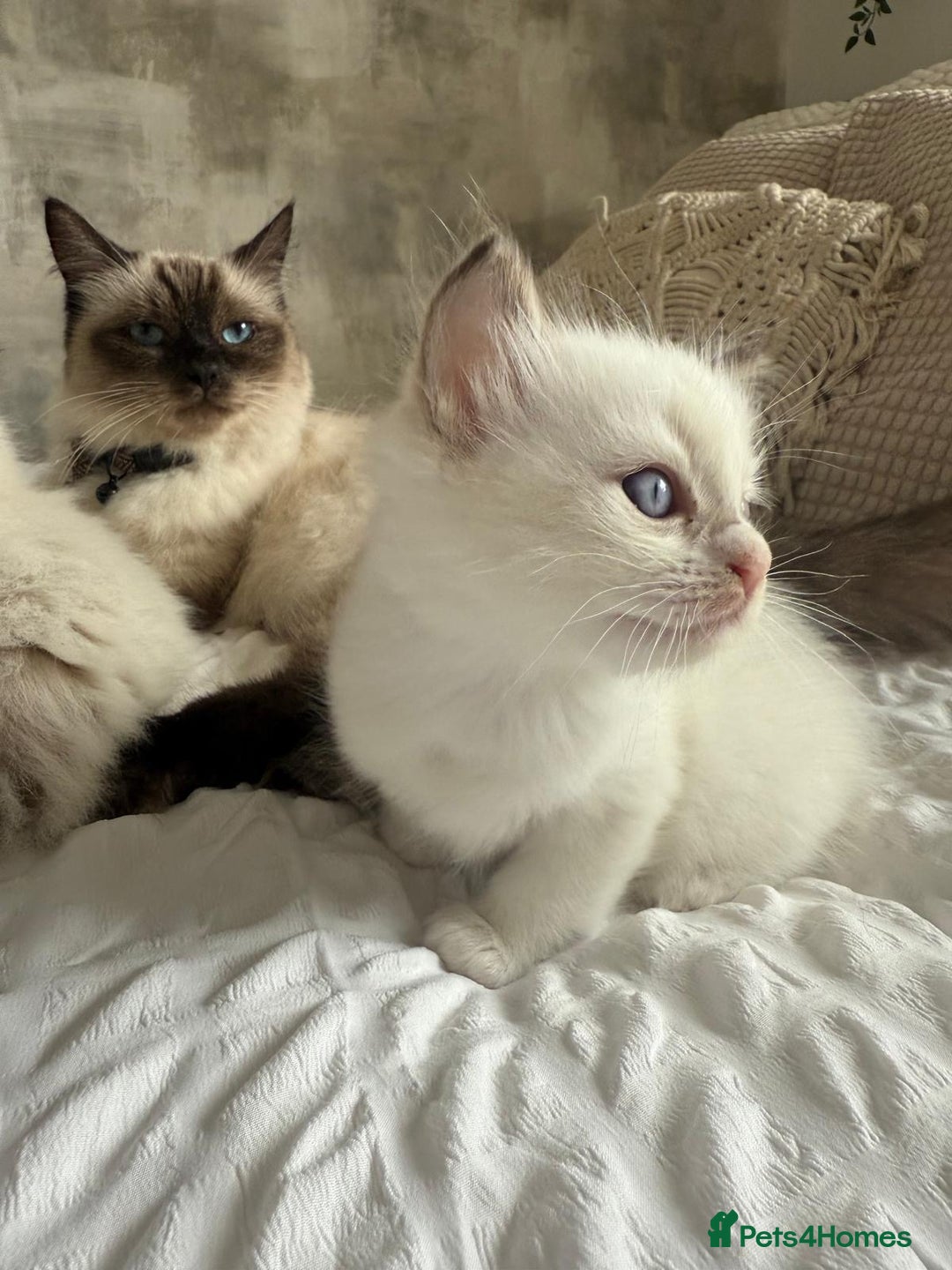 Ragdoll cats for sale: 🌸 Beautiful Purebred Ragdoll Kittens 🌸 - Image 8