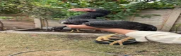 Mixed Breed birds for sale: Shamu Aseel Pure Breed - Advert 10