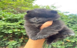 Pomeranian dogs for sale: 🌟 Adorable Pompom’s Ready to Melt Your Heart! 🌟 - Image 4
