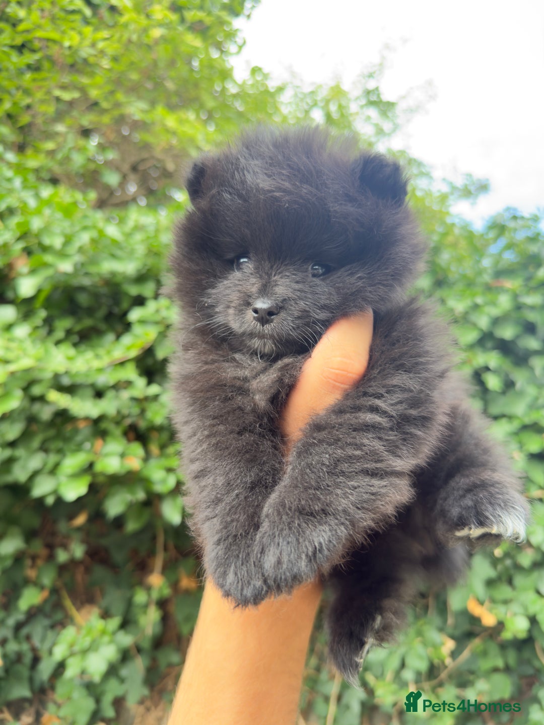 Pomeranian dogs for sale: 🌟 Adorable Pompom’s Ready to Melt Your Heart! 🌟 - Image 4