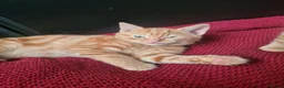 Mixed Breed cats for sale: Ginger kittens for sale  in Dartford - Advert 4