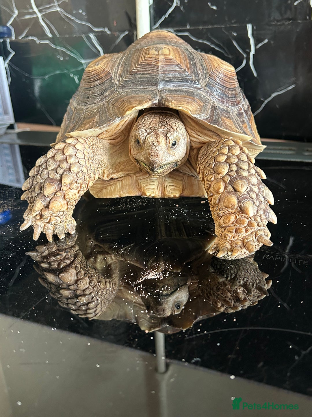 Tortoise reptiles for sale: 7-Year-Old Sulcata Tortoise with Full Set-Up  - Image 3