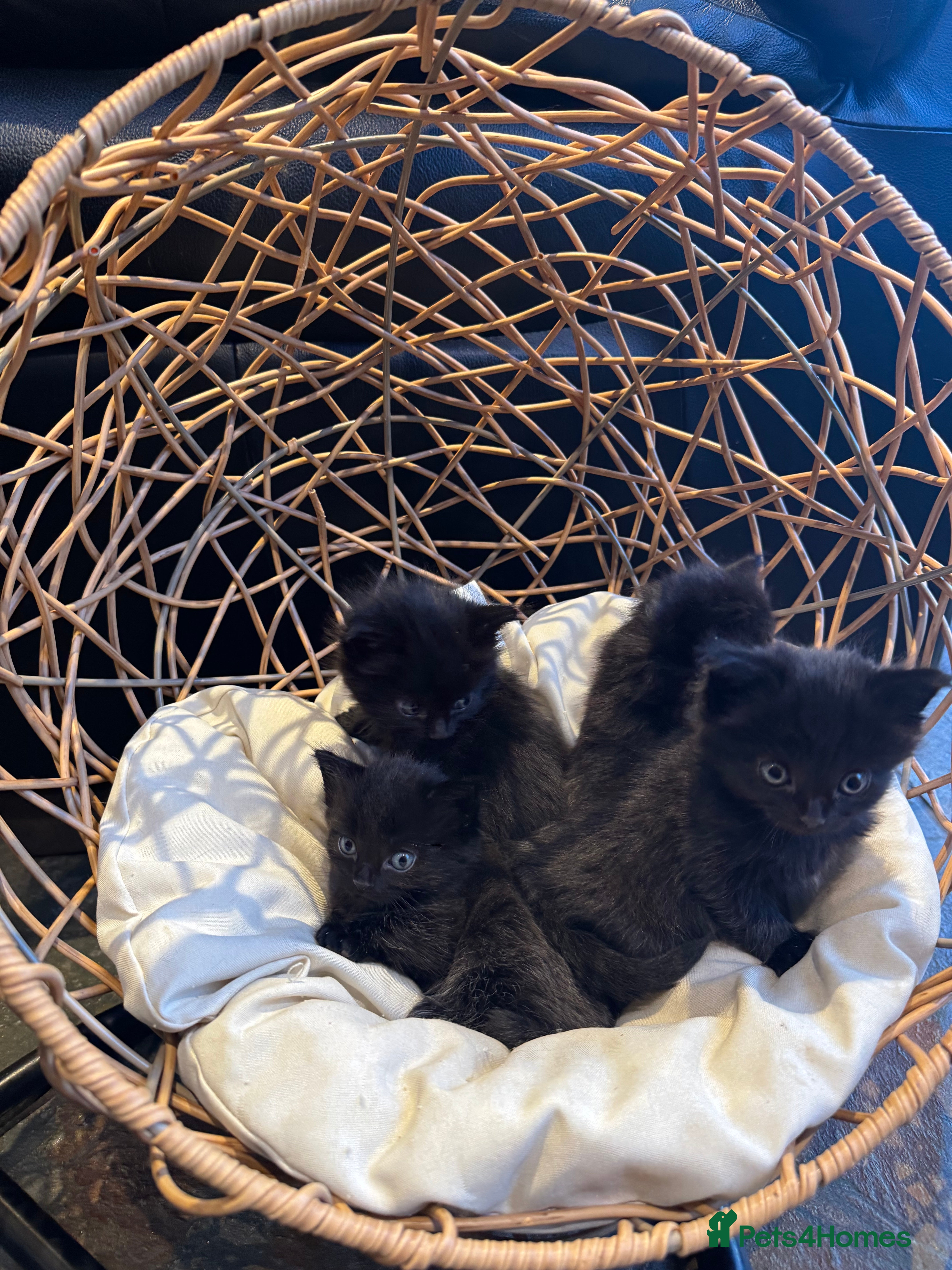 Mixed Breed cats Beautiful Black kittens  - Advert 6