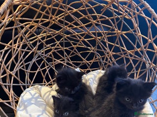 Mixed Breed cats Beautiful Black kittens - Advert 1