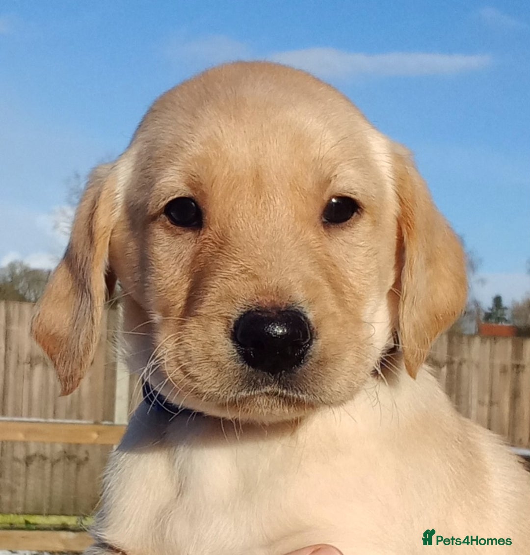 Labrador Retriever dogs for sale: KC Reg labrador puppies for sale  - Advert 1