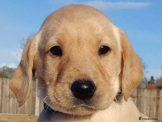 Labrador Retriever dogs KC Reg labrador puppies for sale - Advert 3