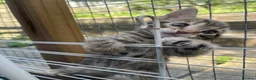 Bengal cats for sale: Bengal / British shorthair  - Advert 17