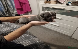 Staffordshire Bull Terrier dogs for sale: Blue staffordshire bull terrier puppies - Image 8