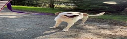 Mixed Breed dogs for adoption: Looby Lou - March Cambs  in March - Advert 2