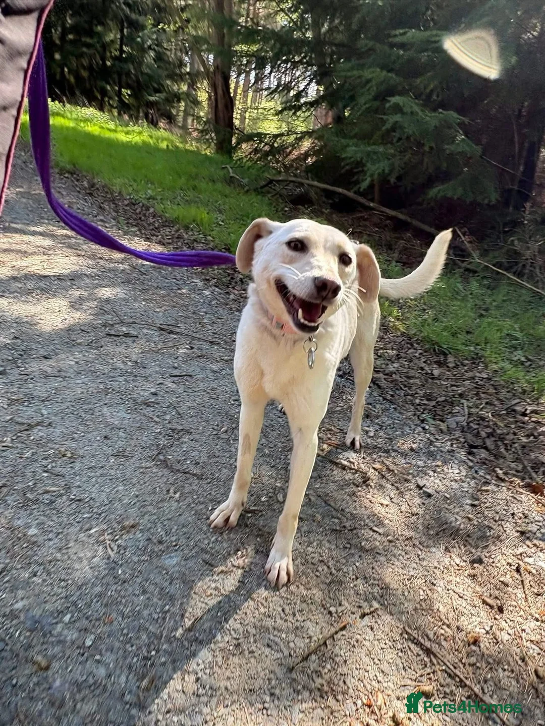 Mixed Breed dogs for adoption: Looby Lou - March Cambs  in March - Advert 2