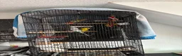 Budgerigars birds for sale: 2 female budgies  - Advert 2