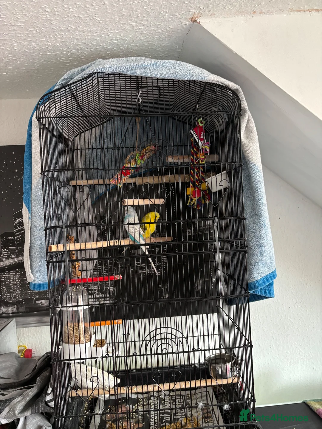 Budgerigars birds for sale: 2 female budgies  - Advert 2