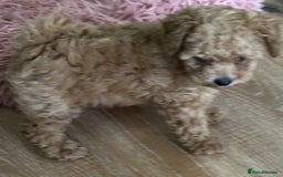 Toy Poodle dogs for sale: Stunning K.C. reg Toy Poodle Puppies - Image 15