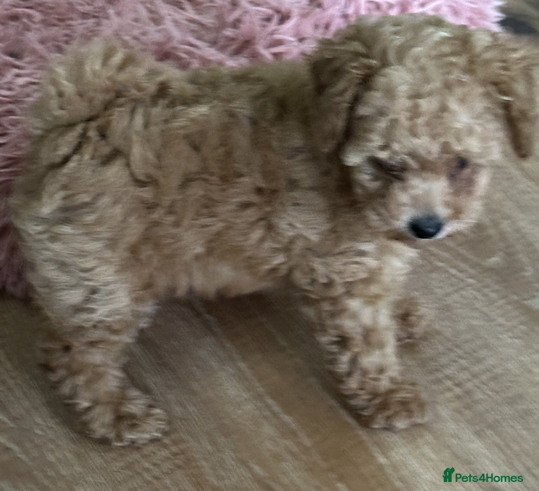 Toy Poodle dogs for sale: Stunning K.C. reg Toy Poodle Puppies - Image 15