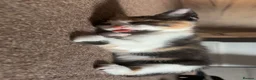 Mixed Breed cats for sale: gorgeous boys in Mansfield - Advert 19
