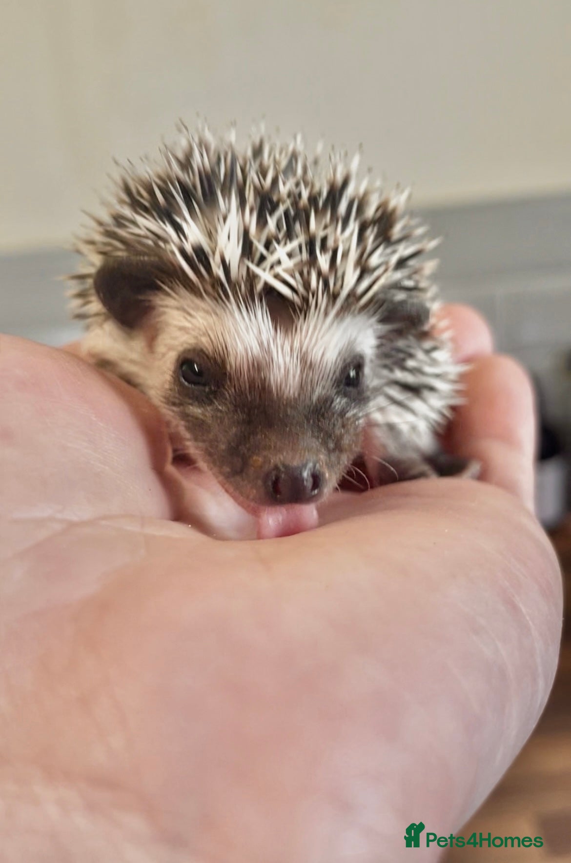 Pygmy Hedgehog rodents Adorable New Baby African Pygmy Hedgehogs - Advert 2