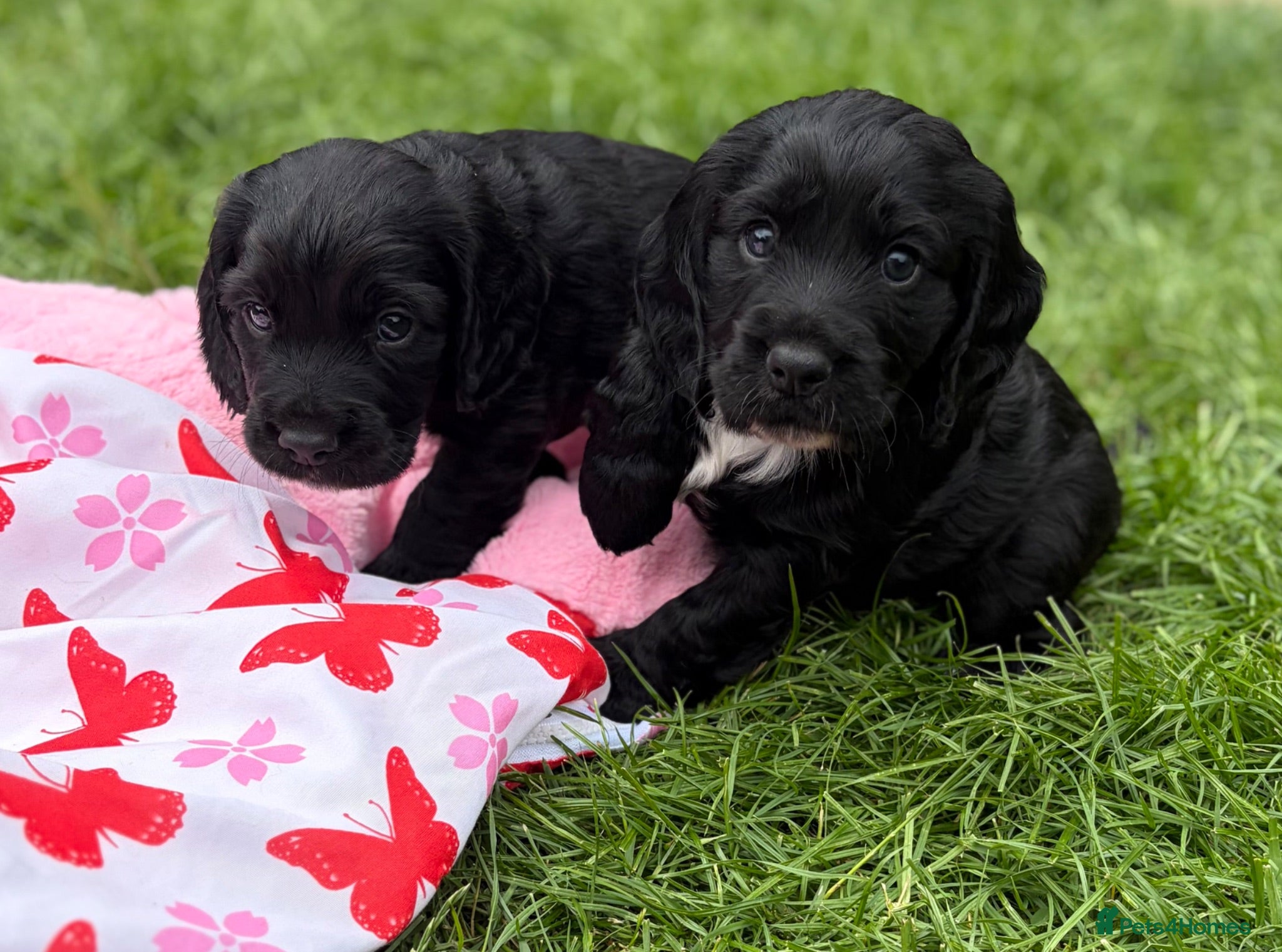 Cocker Spaniel dogs Kc Registered cocker spaniels  - Advert 1