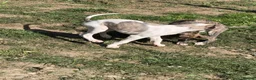 Whippet dogs for sale: Kennel Club Registered Whippet Pups Available  - Advert 5