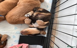 Cocker Spaniel dogs for sale: Show cocker spaniels  - Image 28