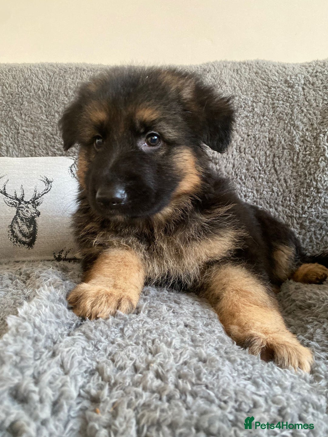 German Shepherd dogs for sale: KC Health tested long coat German Shepherd  - Advert 7