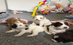 Mixed Breed dogs for sale: Mega Coated Schnockerpoo puppies - Image 16