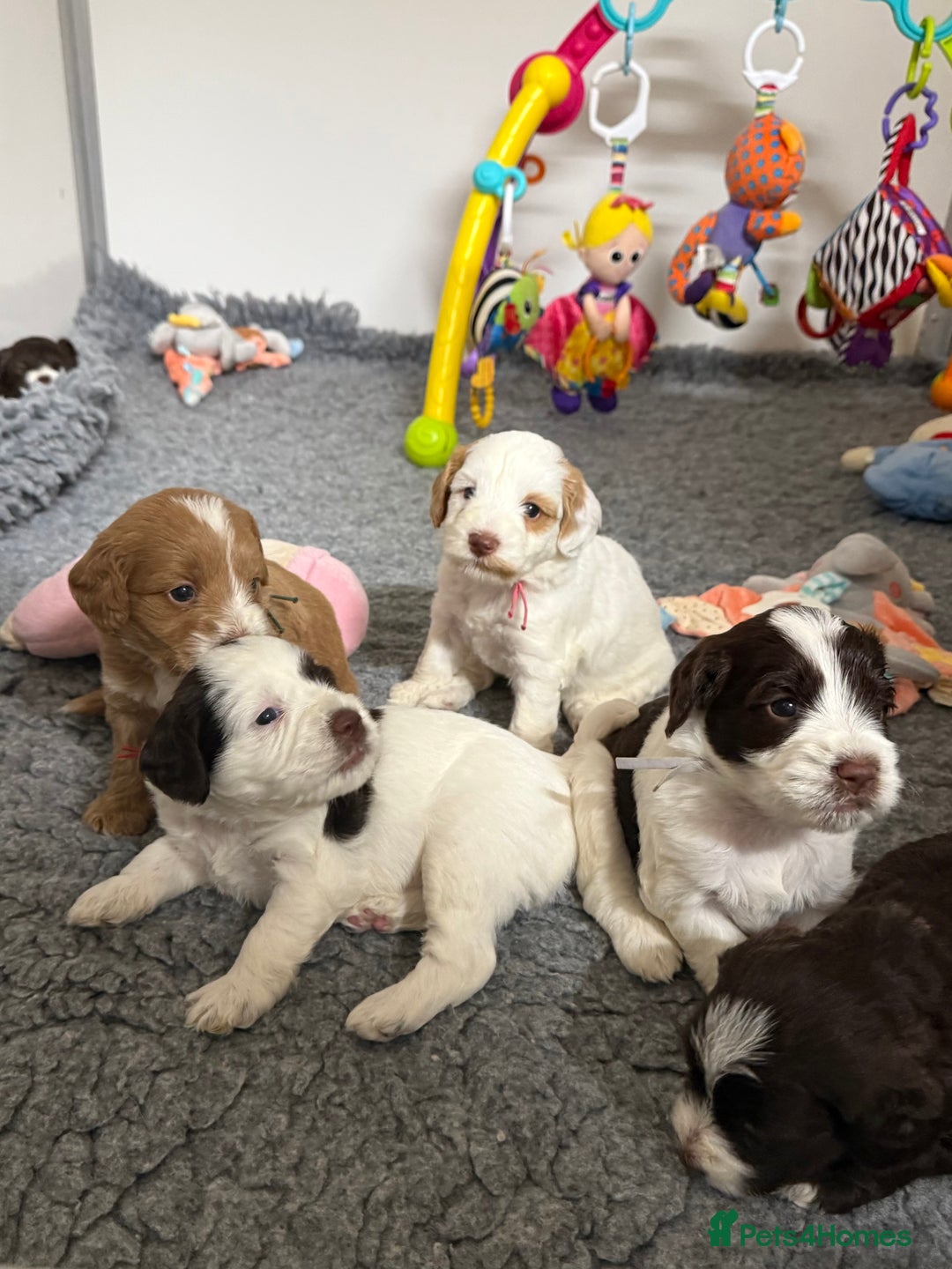 Mixed Breed dogs for sale: Mega Coated Schnockerpoo puppies - Image 16