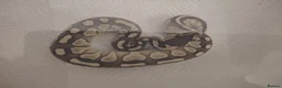 Python Snake reptiles for sale: Beautiful collection of pythons for sale  - Advert 6