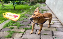 Chihuahua dogs for adoption: ❤️🐶 LILA – A Little  Soul Searching for Love 🐶❤️ - Image 2