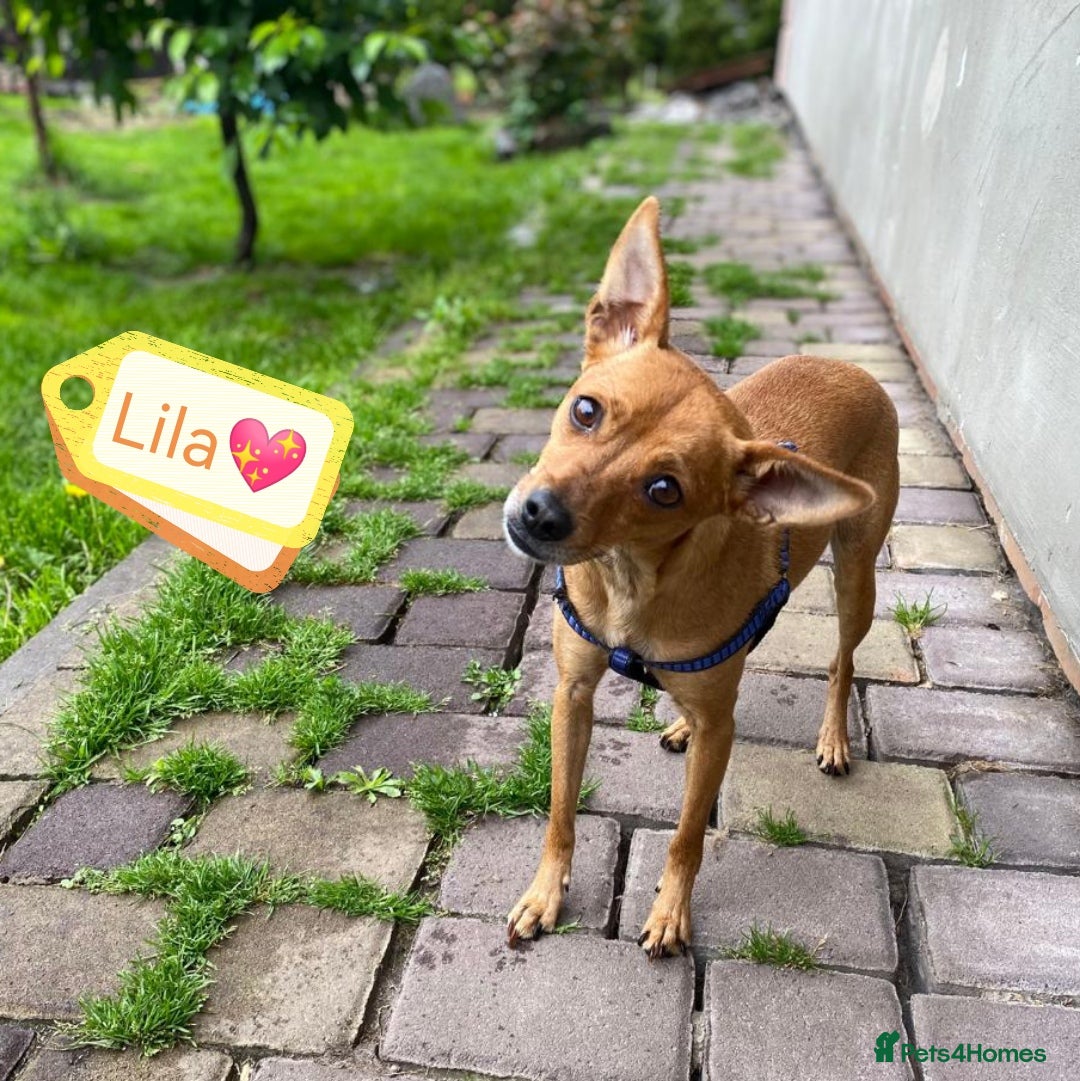 Chihuahua dogs for adoption: ❤️🐶 LILA – A Little  Soul Searching for Love 🐶❤️ - Image 2