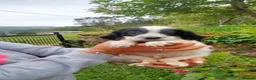 English Setter dogs for adoption: Mara's pups -4x male 4x female English Setter pups - Advert 14