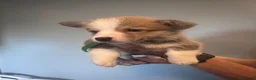 Welsh Corgi Pembroke dogs for sale: Beautiful Pembroke Welsh Corgi Puppies  in Chesterfield - Advert 7