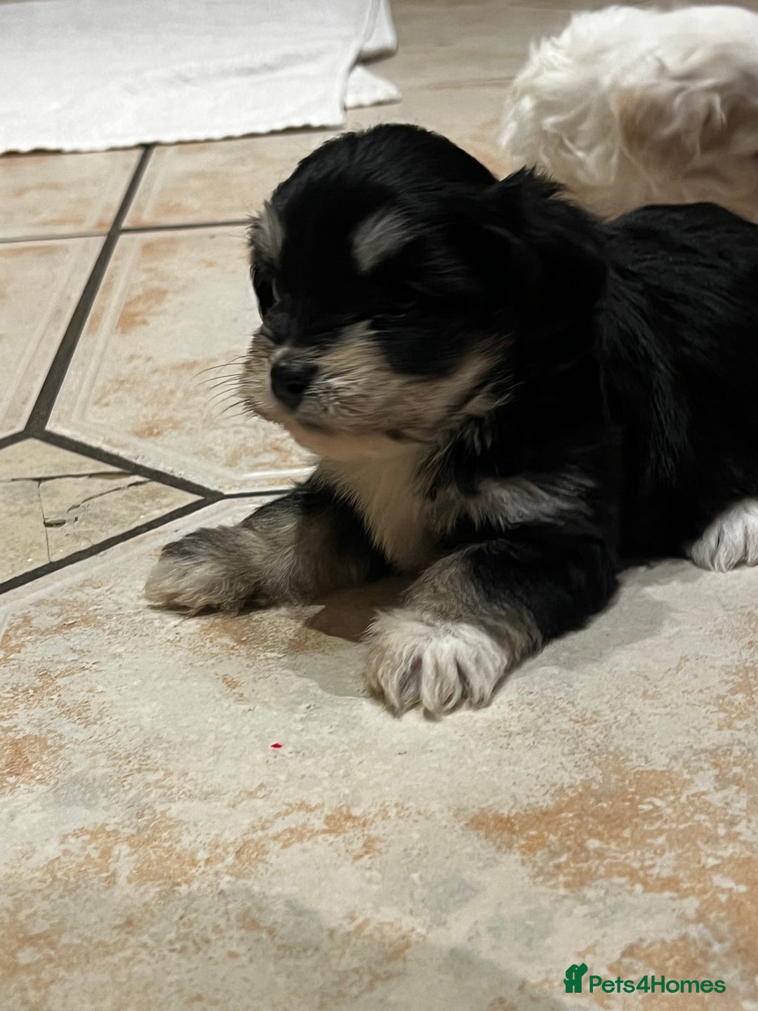 Bichon Frise dogs for sale: Bichon fries ready to go ! - Advert 15