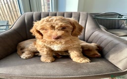 Cockapoo dogs for sale: Cockapoo Puppies - 1 Boy - 1 Girl - Ready to Go  - Image 5