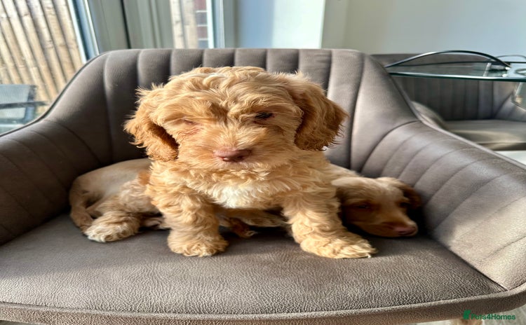 Cockapoo dogs - Advert 8
