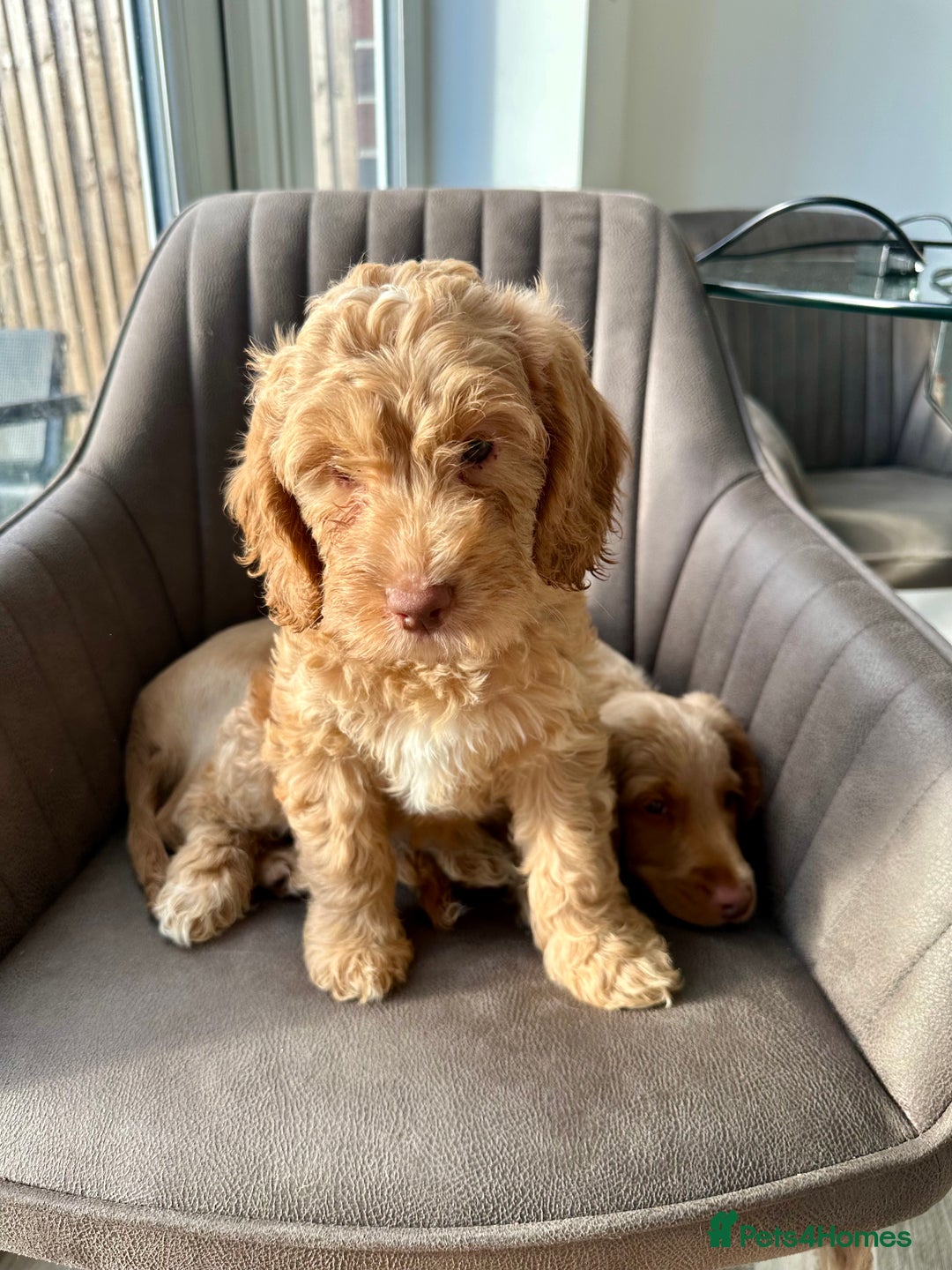Cockapoo dogs for sale: Cockapoo Puppies - 1 Boy - 1 Girl - Ready to Go  - Image 5