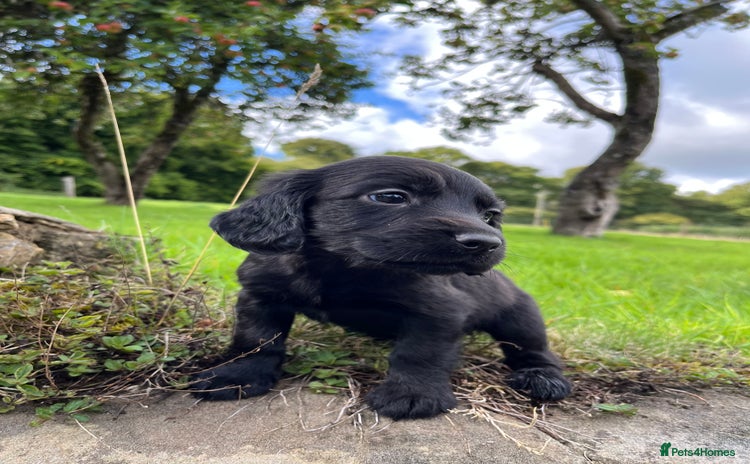 Cocker Spaniel dogs - Advert 12