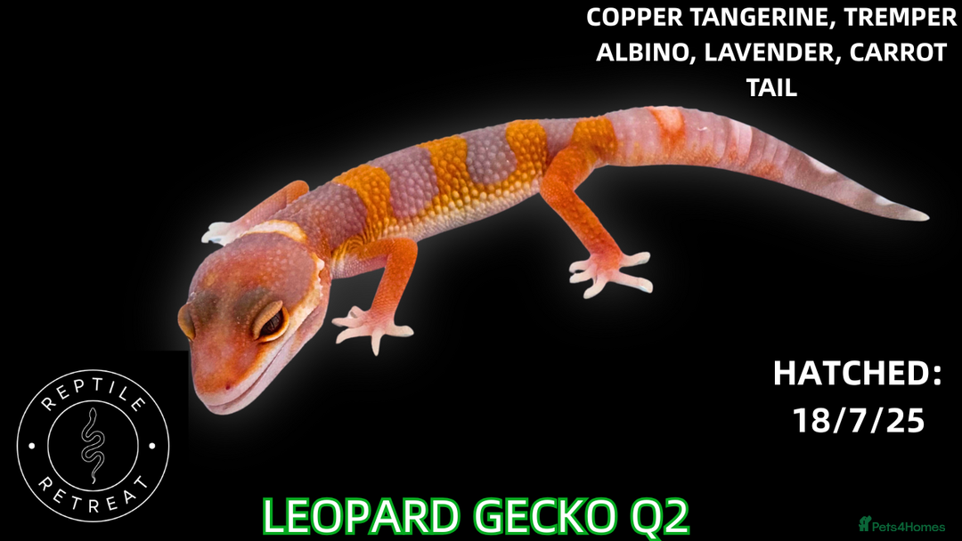 Leopard Gecko reptiles for sale: LEOPARD GECKOS AVAILABLE!! - NEW BABIES!  in Swadlincote - Image 6