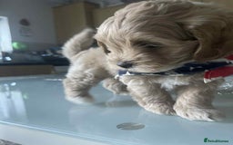 Maltipoo dogs for sale: Maltipoo puppies for sale  - Image 22
