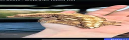 Gecko reptiles for sale: Female Cresties, laying duds in Taunton - Advert 7