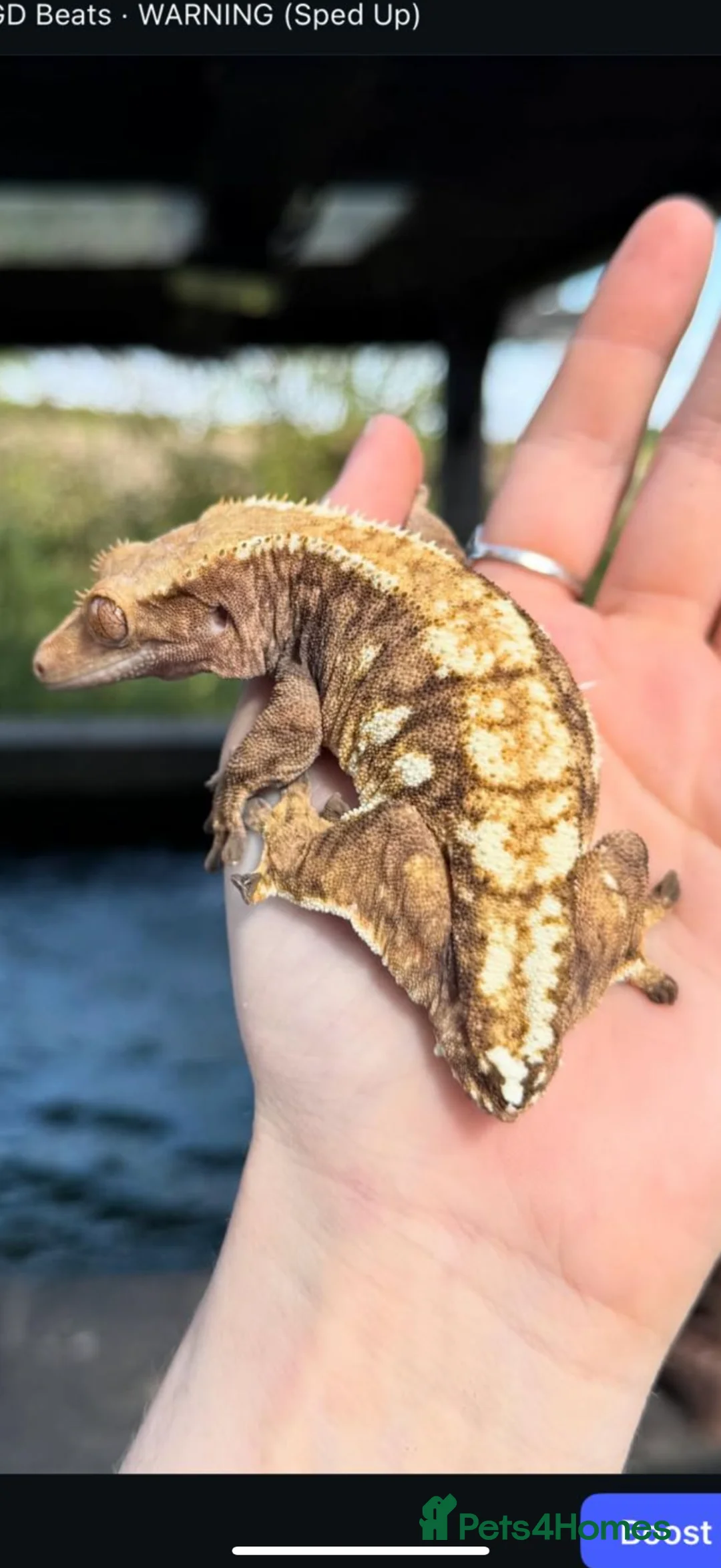 Gecko reptiles for sale: Female Cresties, laying duds - Advert 1