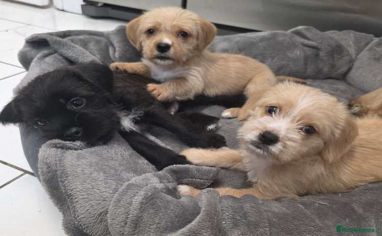 Mixed Breed dogs - Advert 1