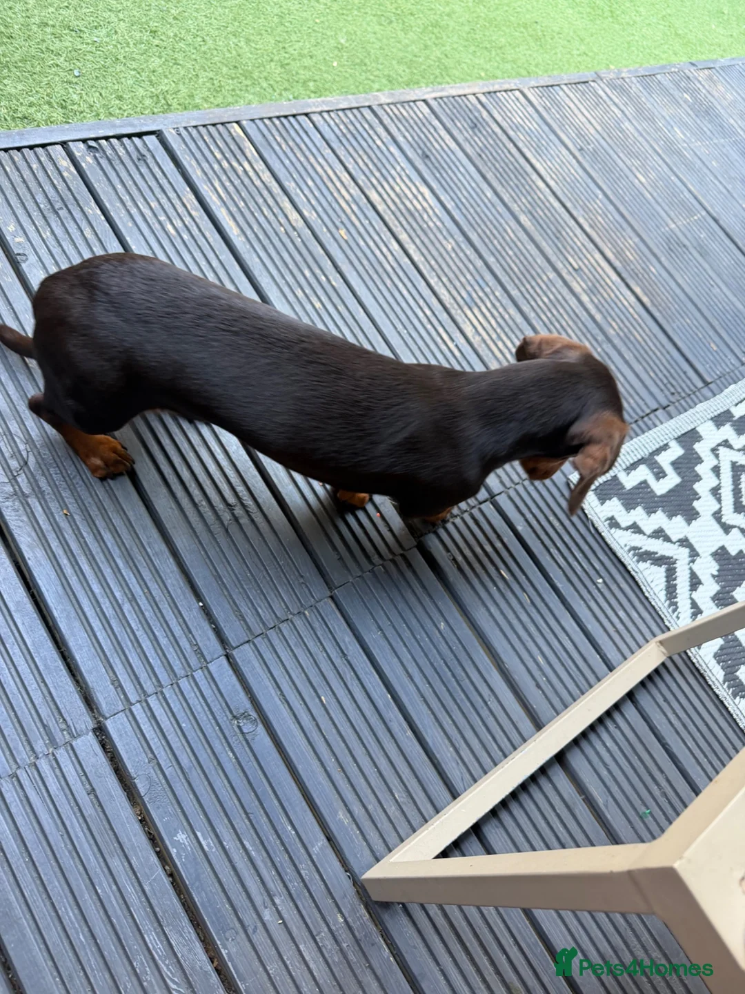 Miniature Dachshund dogs for sale: Miniature dachshund  in Hounslow - Advert 4