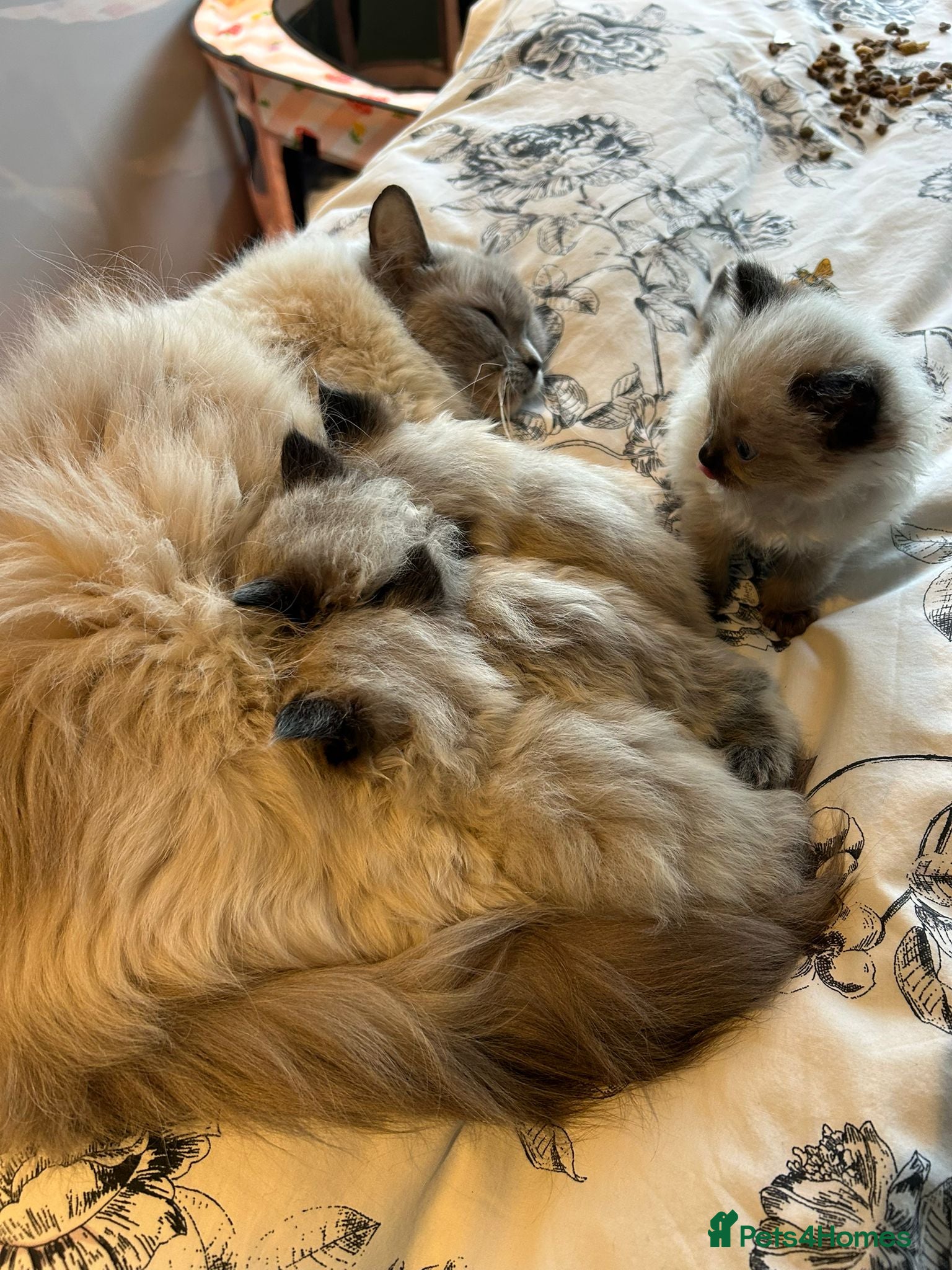 Ragdoll cats Ragdoll kitchens  - Advert 2